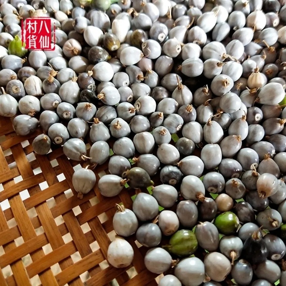 新鲜薏米珠子薏苡珠子草珠子尿珠子草菩提打碗子晚念珠六谷迷500g