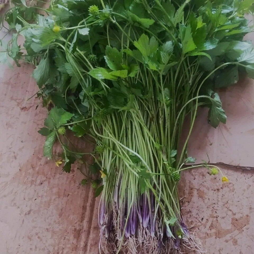 新鲜天然鱼疔草 鸭脚板 野芹菜毛芹菜毛莨毛建草起泡草瞌睡草500g