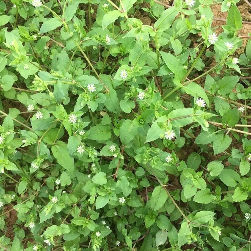 新鲜繁缕草 采鹅肠菜 鹅儿肠 红枝鸡肠菜草 繁缕菜500g包邮