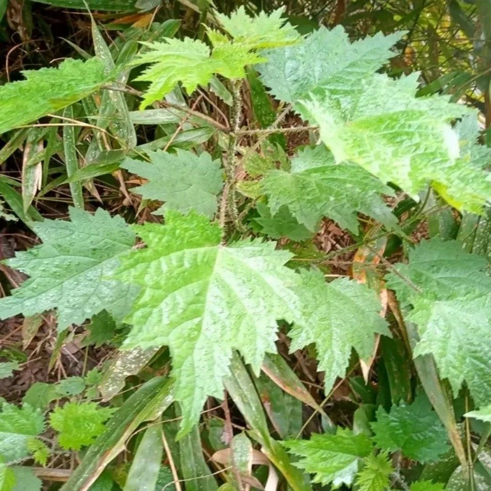 新鲜白活麻白荨麻青荨麻藿麻蜇人草咬人草蝎子草火麻草荀麻叶500g