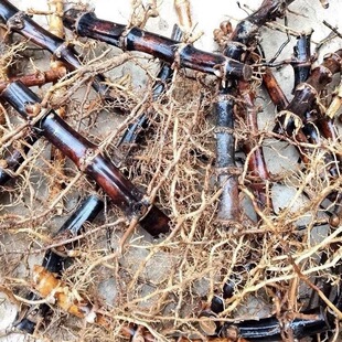 新鲜紫竹根 黑竹根 纯根干货250g包邮