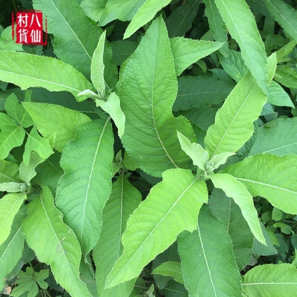 新鲜大风艾 艾纳香 冰片艾 家风艾 大艾枝叶500g