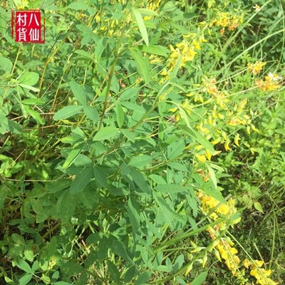 新鲜白猪屎豆 响铃草 野苦豆 猪屎青 野花生 大马铃全草500g