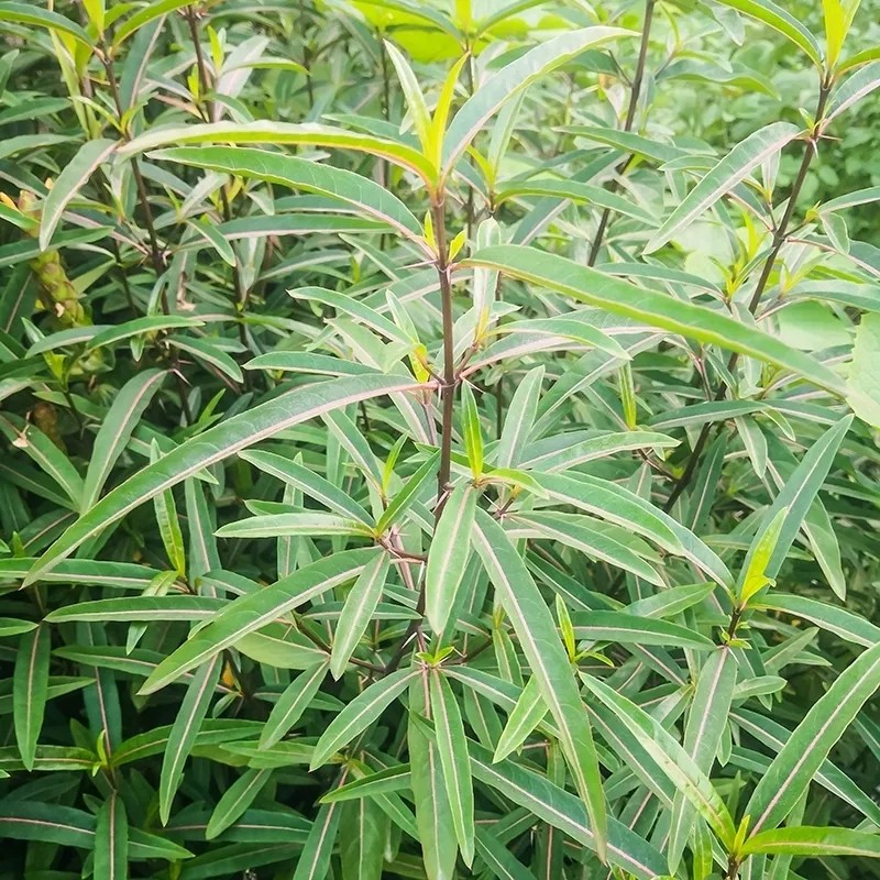 新鲜台蛇剑 刣蛇剑 花叶假杜鹃 刺血红七星剑 血路草 枝叶500g