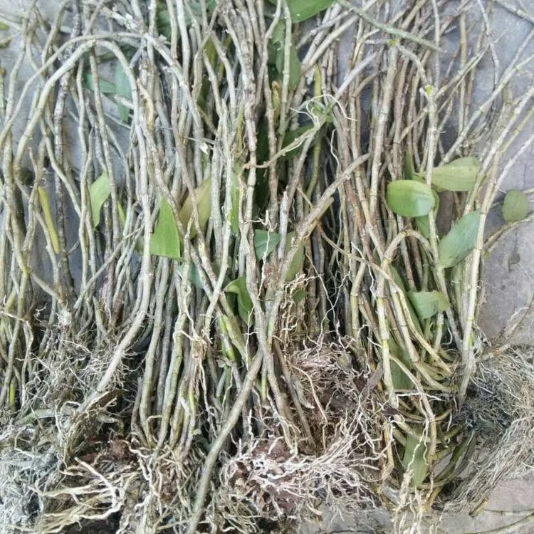 新鲜天宫石斛苗 天弓石斛苗 兜