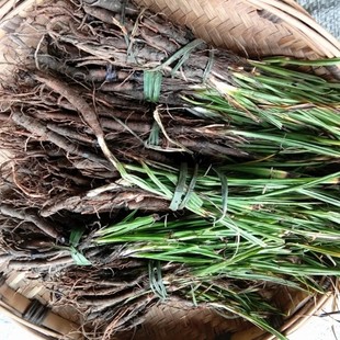 新鲜仙茅 独脚仙茅 地棕苗 独茅根 鲜活仙茅 生独脚仙茅 整颗500g