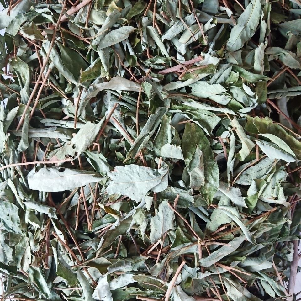 天然漆大伯 算盘子叶 馒头叶 狮子滚球叶 漆大姑树叶干货500g