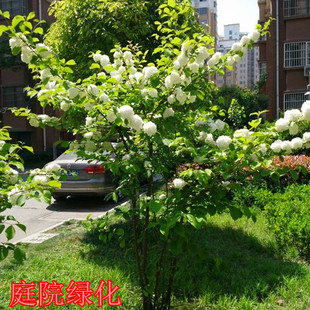 木本绣球树苗木绣球苗琼花树苗琼花绣球树苗八仙绣球花苗绣球树苗