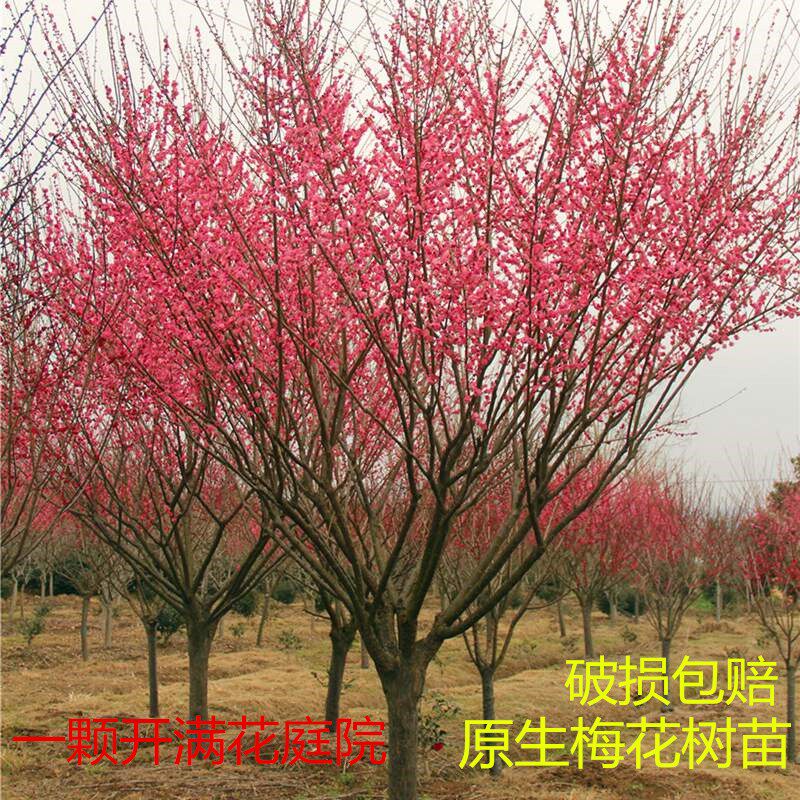 红梅花树苗原生红梅树苗南方北方种植室外庭院地栽梅花盆栽梅花苗