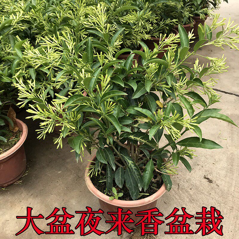 夜来香花苗盆栽阳台庭院夏季驱蚊香草树苗夜兰香植物花卉当年开花