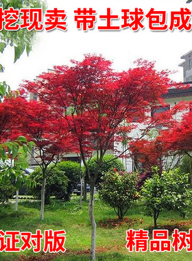 四季红枫树苗原生日本红枫树苗庭院绿化原生红舞姬日式风格红枫树