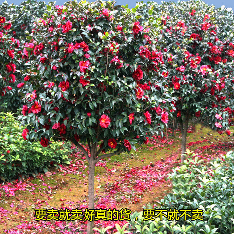 庭院耐寒山茶花冬季四季常青花卉耐冬茶花楼顶耐冻大型树苗绿植花