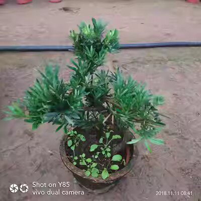 绿居植物罗汉松盆景大盆栽树桩室内绿植花卉办公室植物禅意茶室