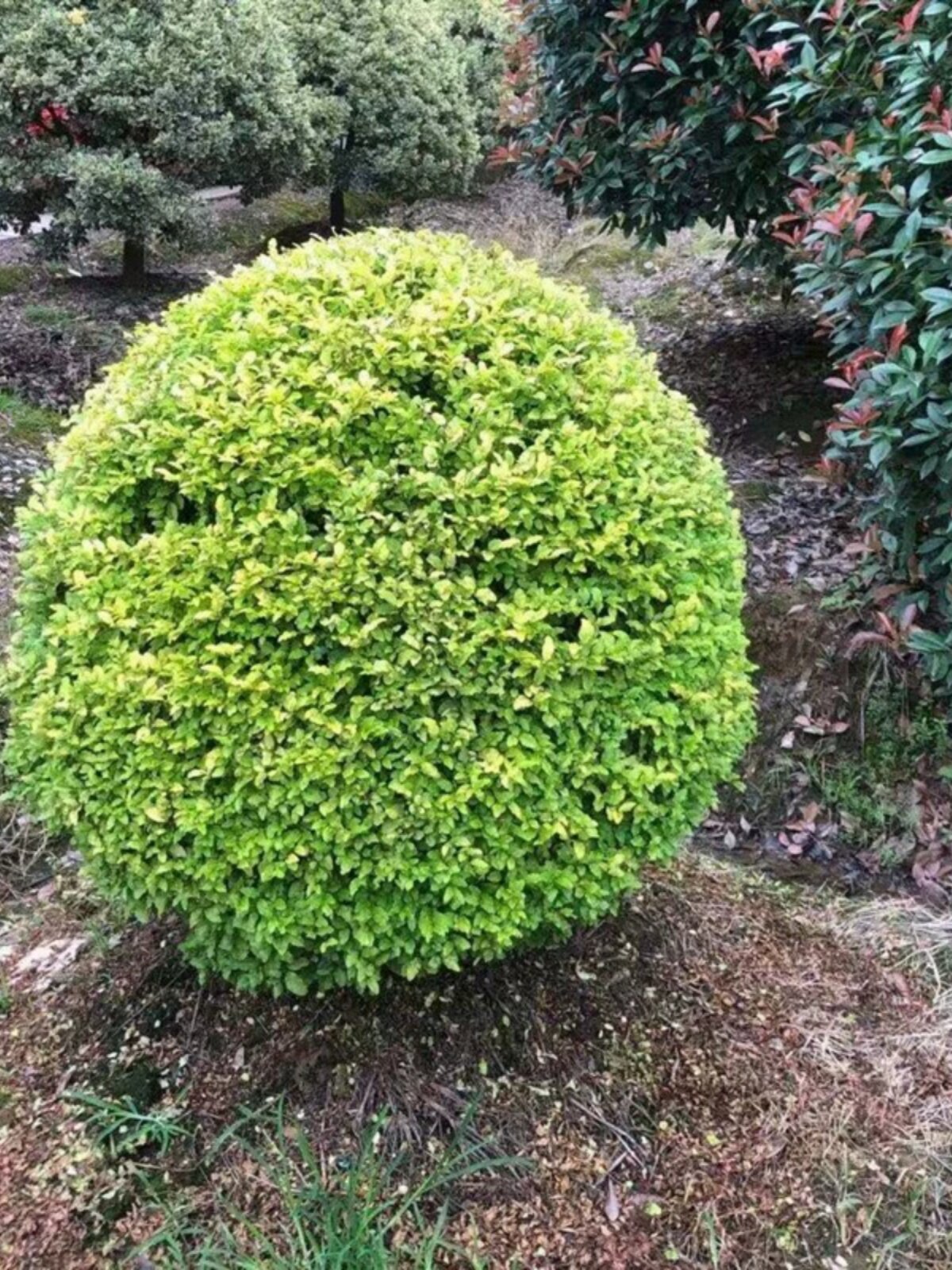 小叶女贞球庭院别墅绿化球形植物亮晶女贞树苗四季常青棒棒糖造型