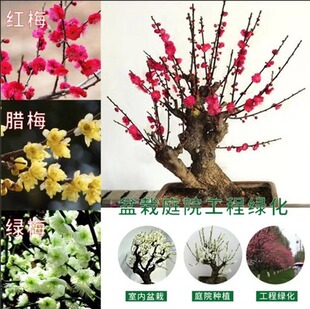 梅花盆栽腊梅花树苗室外庭院浓香型红梅老桩室内盆景耐寒植物绿梅