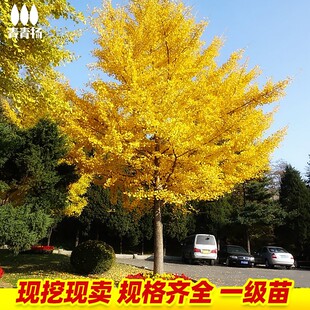 占地拆迁苗银杏树活苗盆栽树苗大树庭院绿化植物风景树名贵四季