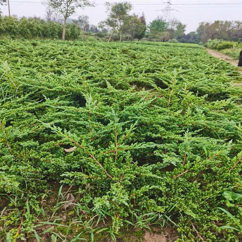 爬地柏苗 沙地柏苗 地柏造型 地被植物 松树盆景绿植花卉盆栽包邮