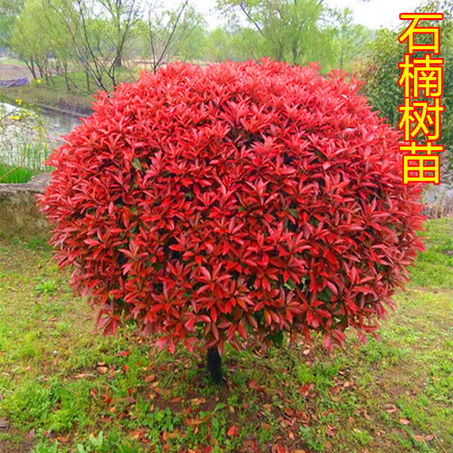 四季大红色红叶石楠隔离绿化带球