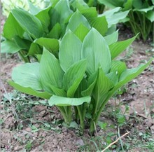 玉簪花苗 多年生宿根耐荫耐热观叶观花植物庭院盆栽室内观赏玉簪