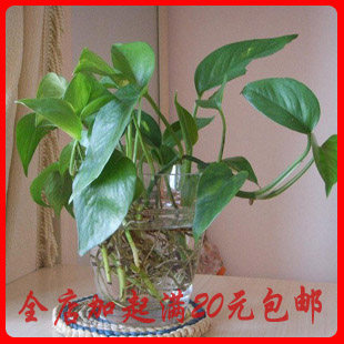水培绿萝吊兰无土栽培植物吸收甲醛1元1单棵