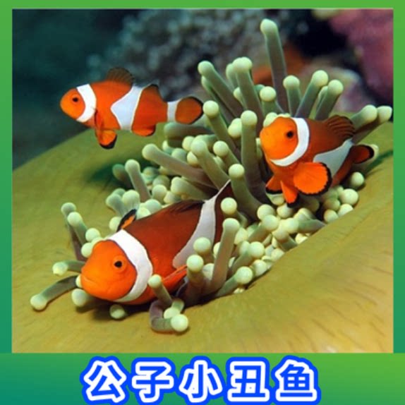 海水鱼现货 小丑鱼 青魔 黄肚黄尾蓝魔鱼 蓝吊鱼 狐狸鱼 四间雀