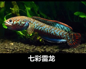七彩雷龙鱼 阿萨姆蓝帆雷龙 彩虹雷龙 黄金眼镜蛇雷龙 七彩海象
