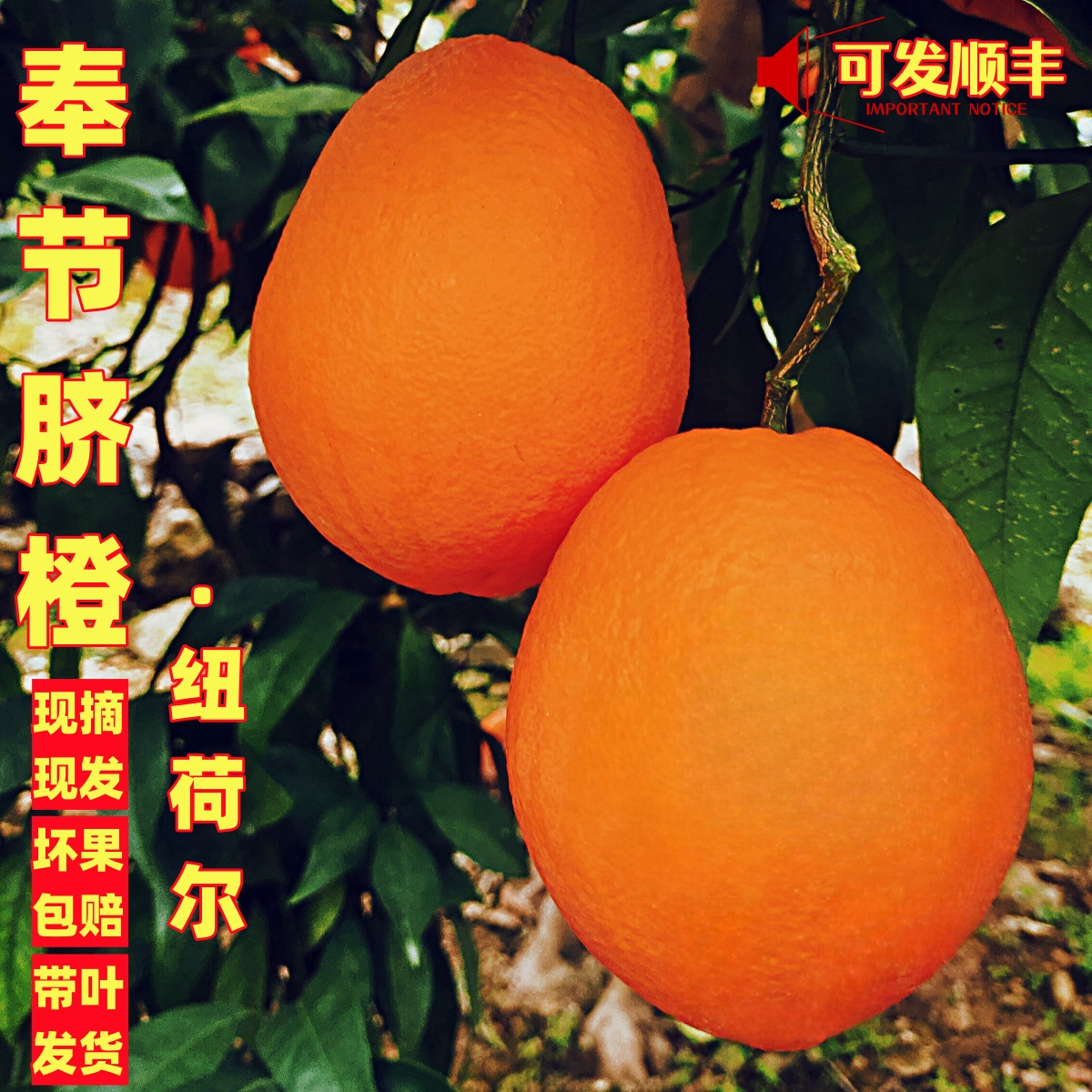 橙子奉节脐橙新鲜水果现摘现发叶