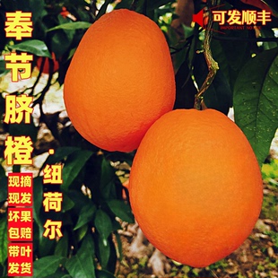带叶重庆奉节脐橙20斤手剥纽荷尔应季新鲜水果挤橙子10官方旗舰店