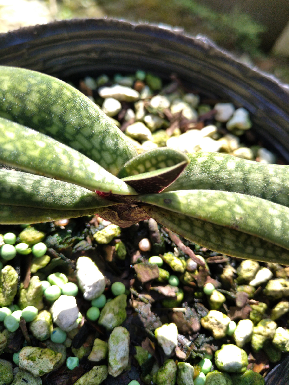 兰花-洋兰-兜兰-玉女兜兰