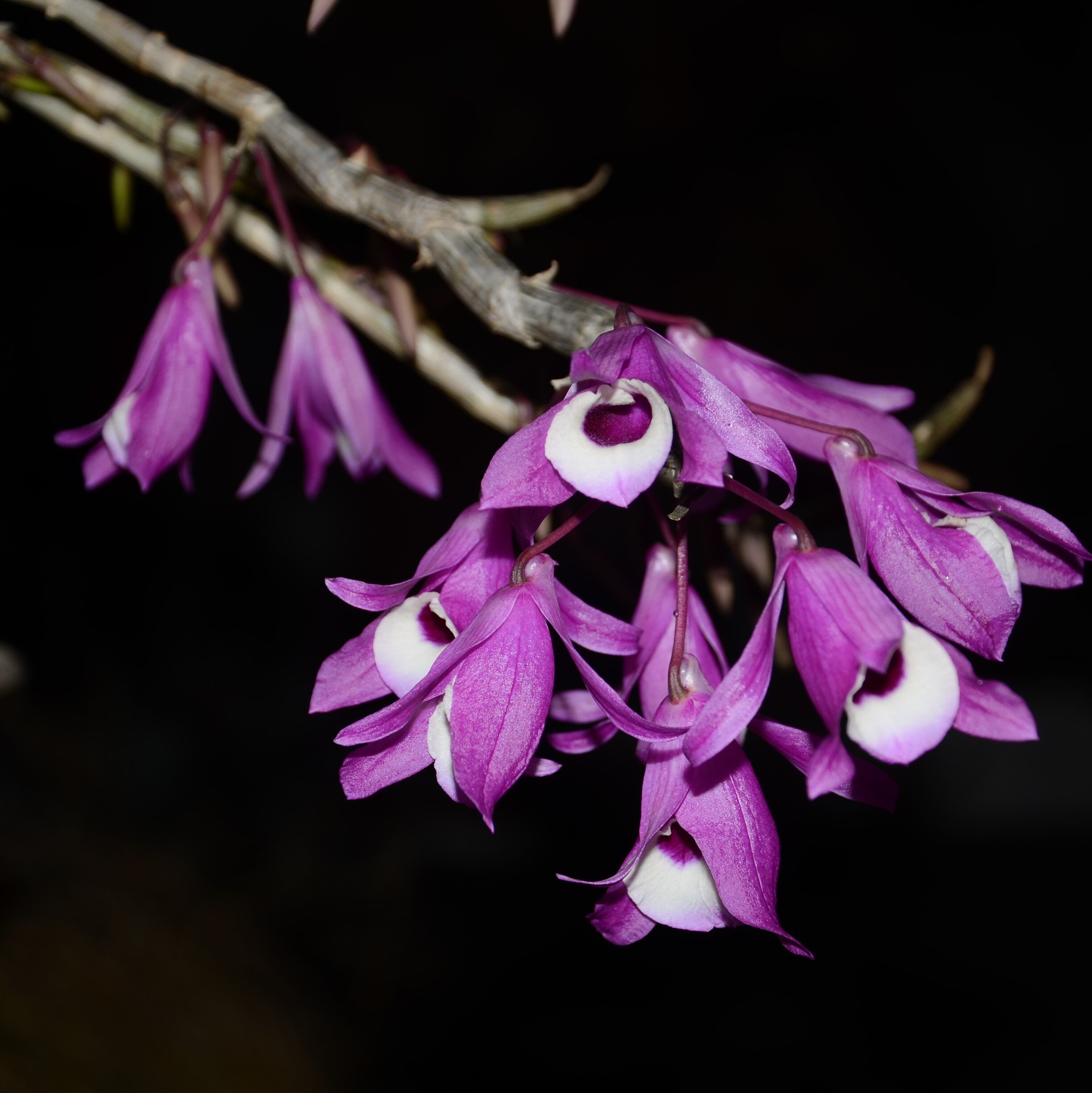 兰花-洋兰-石斛兰-喇叭唇石斛dendrobium lituiflorum lindl.