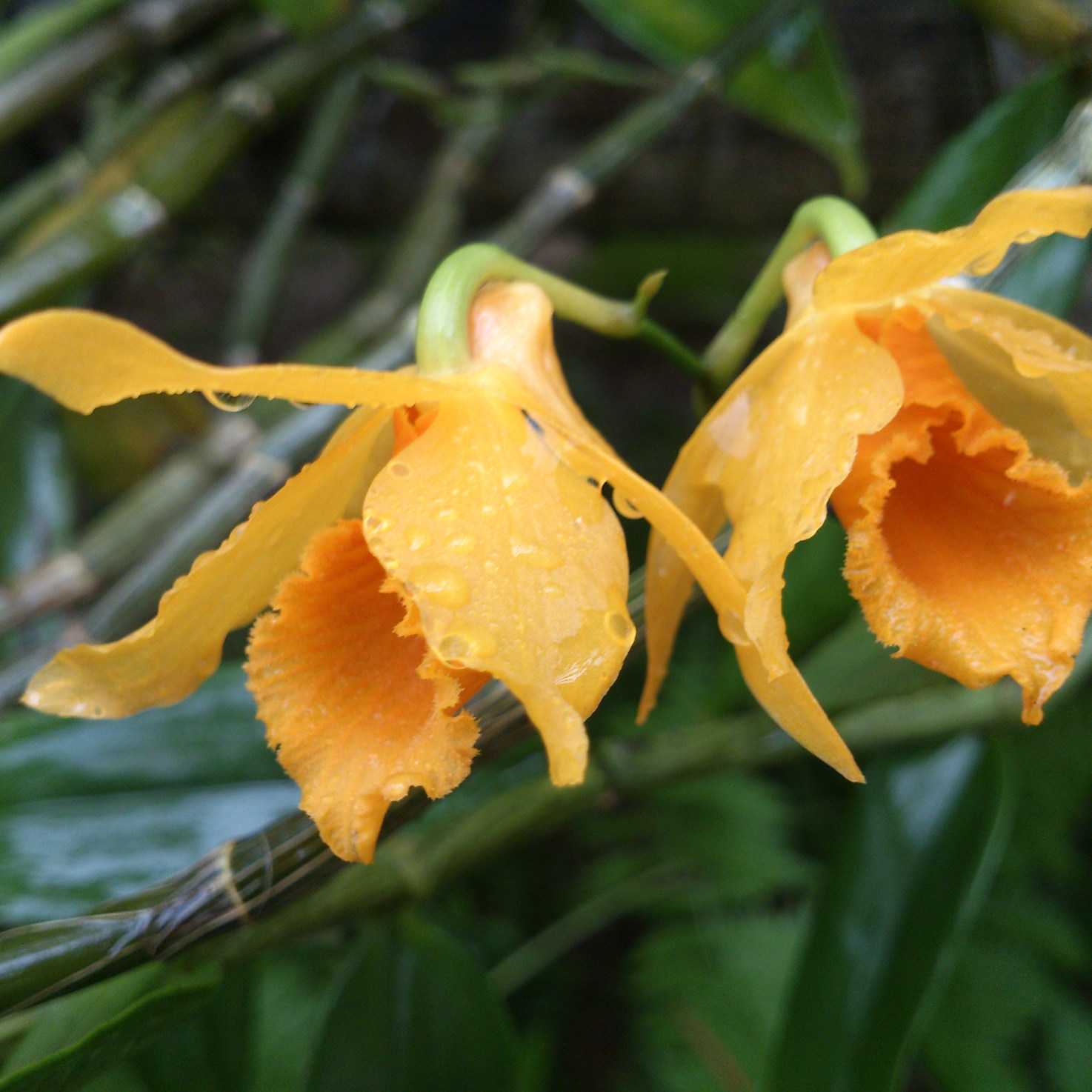兰花-洋兰-石斛兰-疏花石斛Dendrobium henryi Schltr_虎窝淘