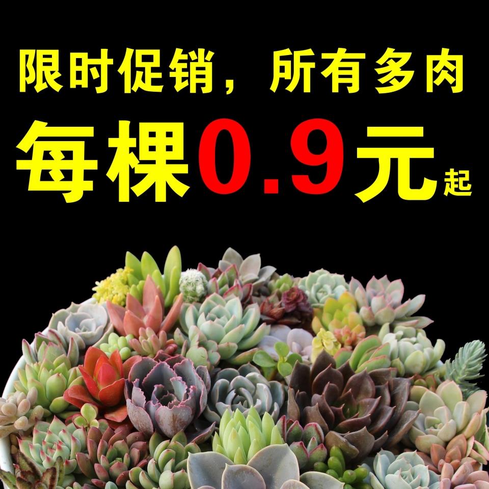 多肉植物组合盆栽室内肉肉植物景天科桃之卵满额包邮