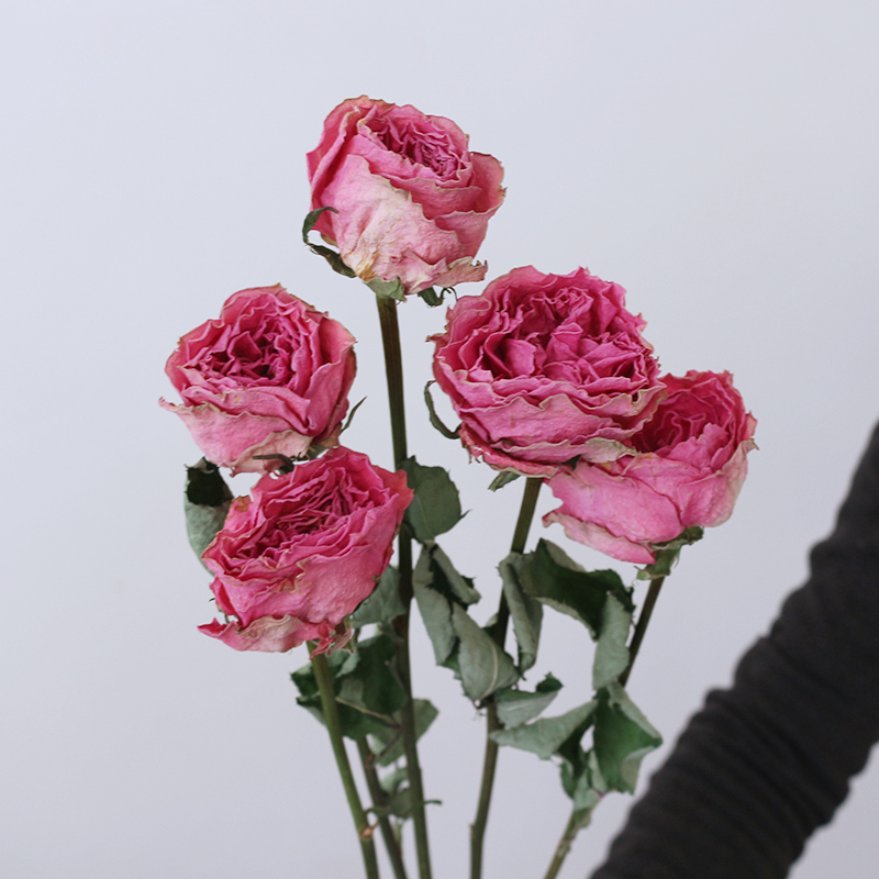 少女粉紫红稀有玫瑰干花天然真花A级大花家居装饰插花七夕节礼物,家居饰品,干花/花瓣/干花包/干树枝,淘宝优惠券,粉丝福利购,淘宝优惠卷