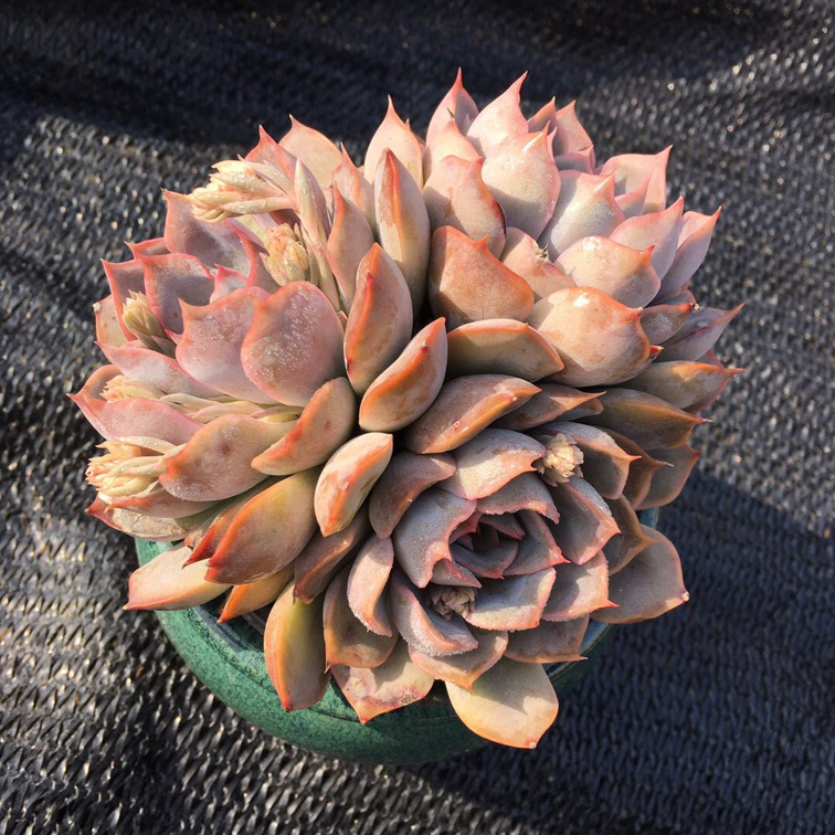 菲欧娜老桩 多肉植物群生 室内阳台 绿植盆栽 趣味 美观 好养易活