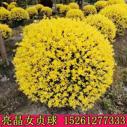 亮晶女贞盆栽花境金黄植物金叶女贞球庭院别墅常绿耐寒棒棒糖造型