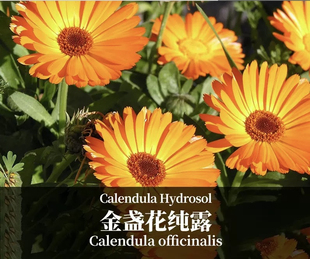 金盏花纯露源头价