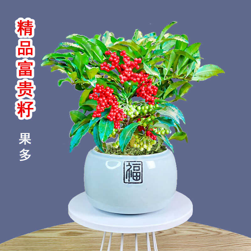 精品富贵籽盆栽腰缠万贯四季常青四季结果耐寒耐阴室内外观果植物