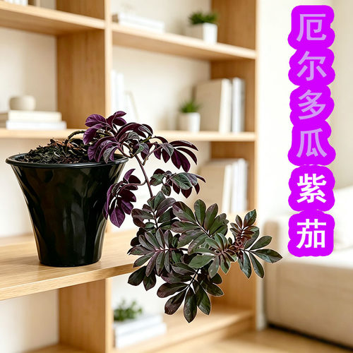 厄尔多瓜紫茄阳台客厅垂吊藤蔓绿植盆栽网红北欧百搭室内观叶植物