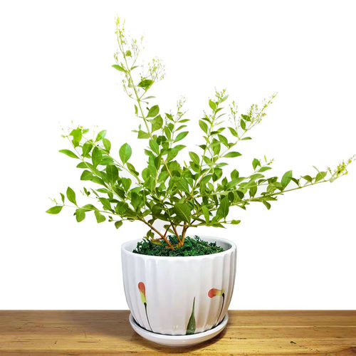 指甲花树苗散沫花海娜花阳台庭院开花浓香小桂花老桩盆栽地栽植物