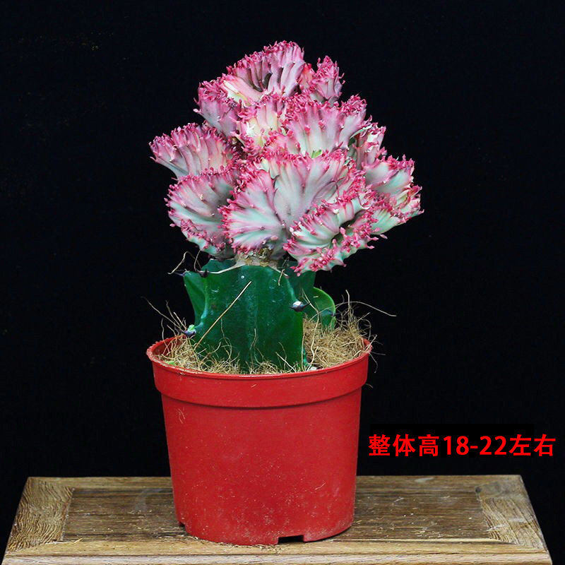 彩麒麟玉麒麟室内多肉植物仙人掌盆栽喜阳耐旱书房电脑桌懒人植物
