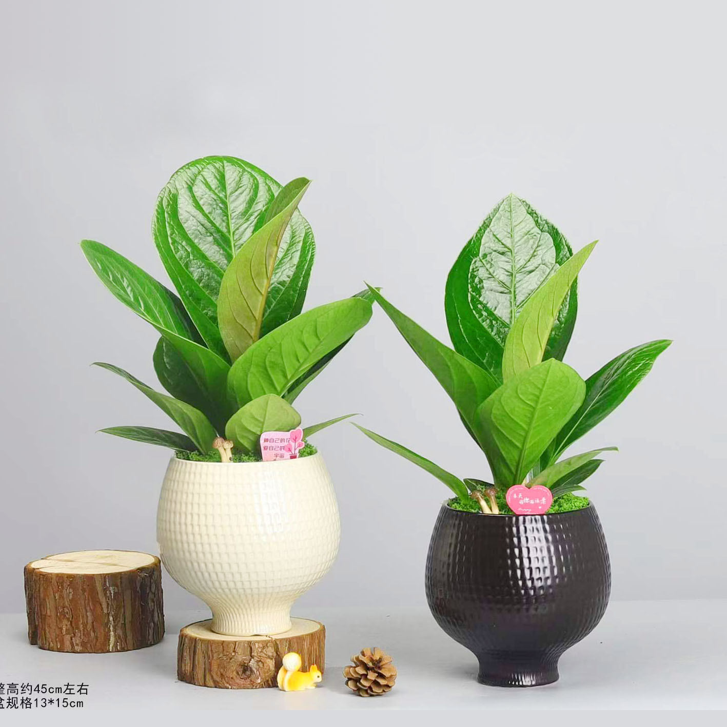 聚宝盆室内绿植办公室客厅桌面观叶植物四季常青好养耐看耐阴盆栽图片