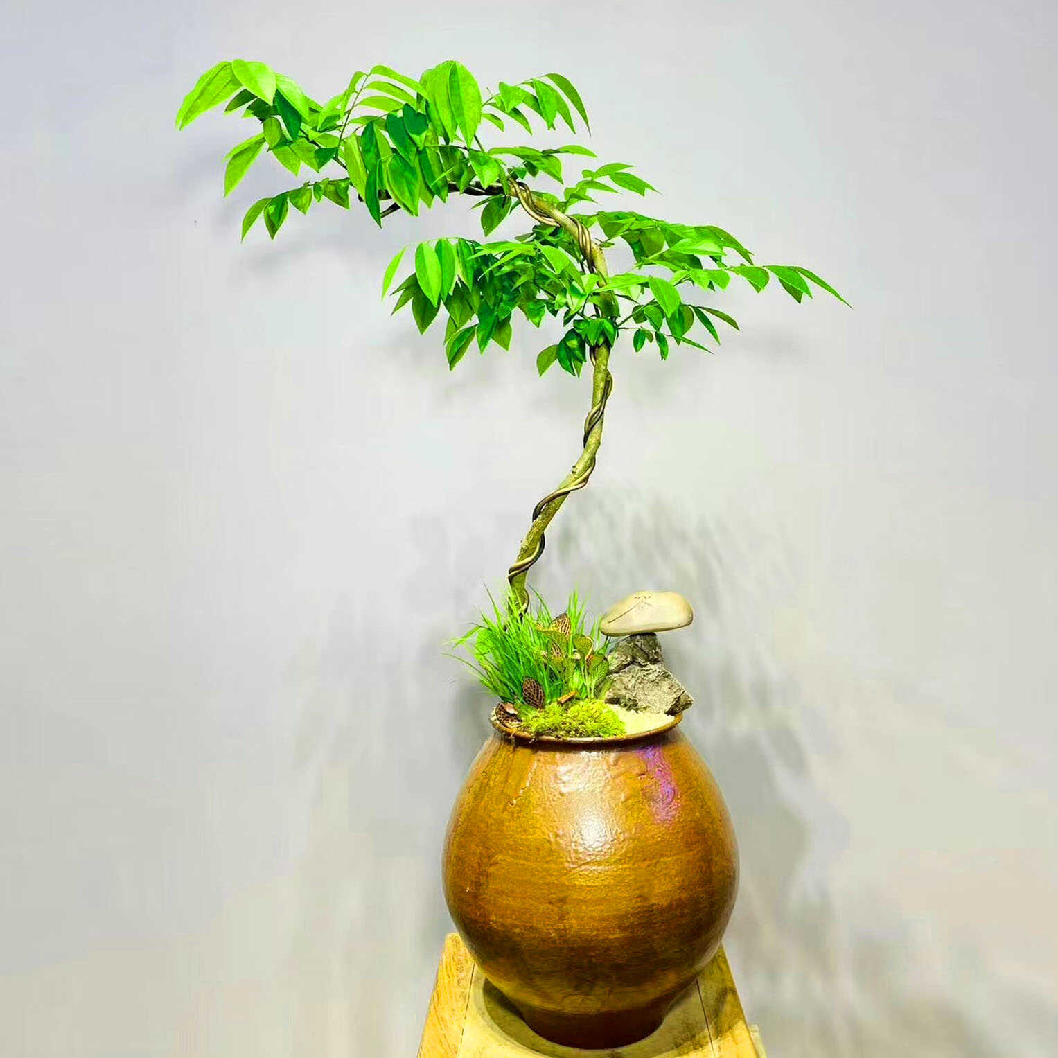 办公室阳台好养植物海南黄花梨
