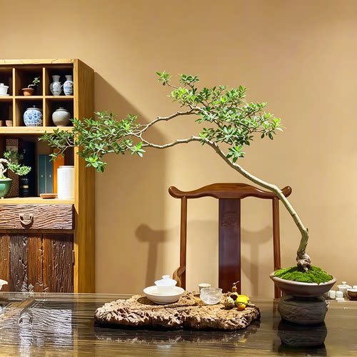 茶室阳台意境飘枝栀子花高端盆景耐阴散光室内高飘植物木本老桩