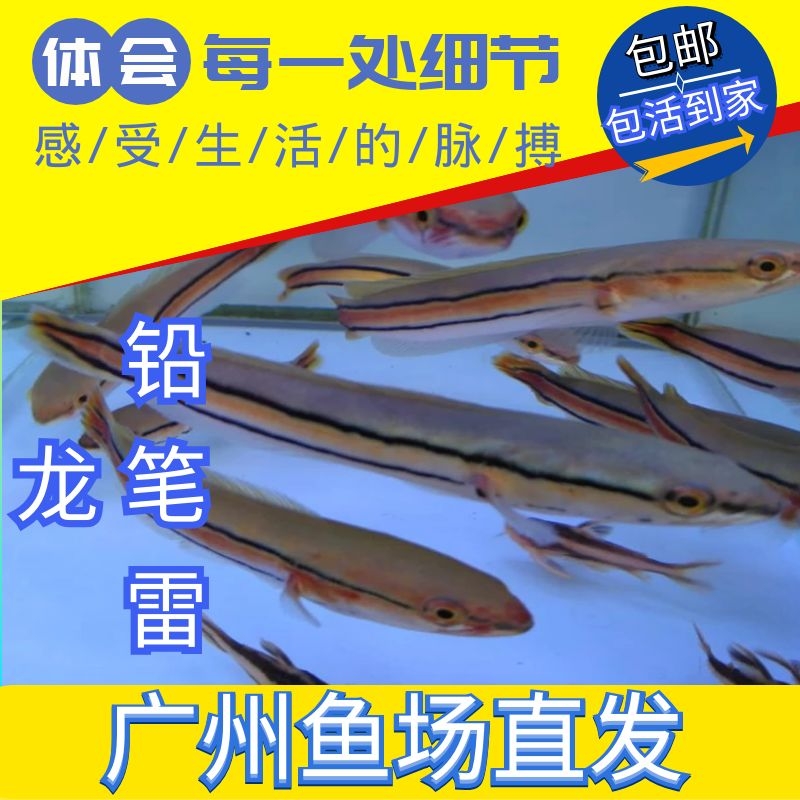 热带鱼凶猛肉食价格 热带鱼凶猛肉食图片 星期三 热带鱼凶猛肉食价格 热带鱼凶猛肉食图片 星期三