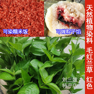 红兰草紫蓝草毛红蓝红丝线饭草新鲜彩色广西五色糯米饭植物染料染