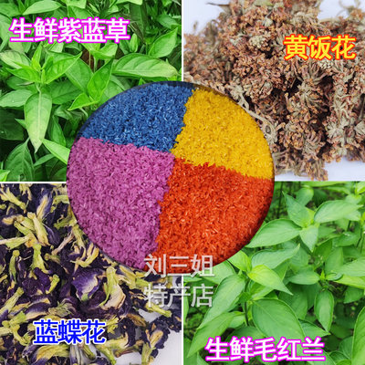 红蓝叶新鲜正宗红蓝草广西五色糯米饭植物染料红色毛红兰红丝线草