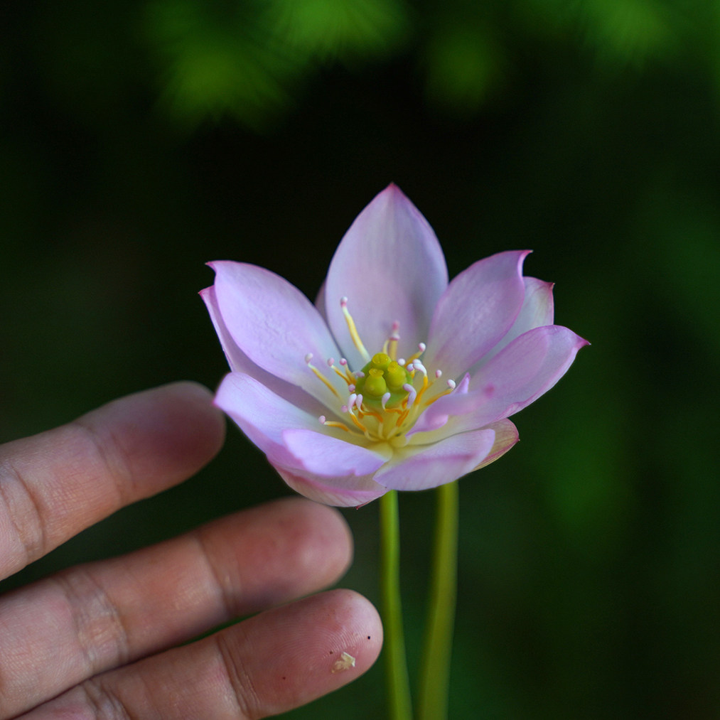 周劲松2026新品【轻容】小微型盆家庭种植阳台碗莲荷花种藕根茎苗