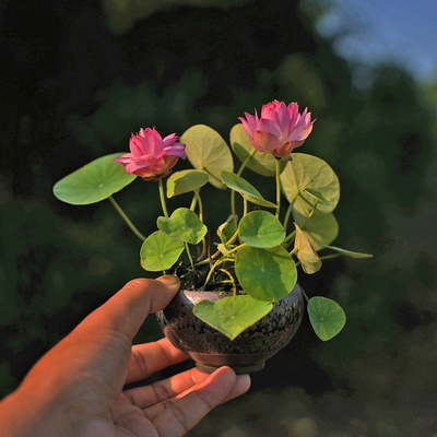 周劲松盆栽小荷花莲花碗莲种藕苗