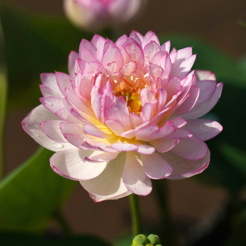 碗莲荷花种藕根苗合集庭院盆栽