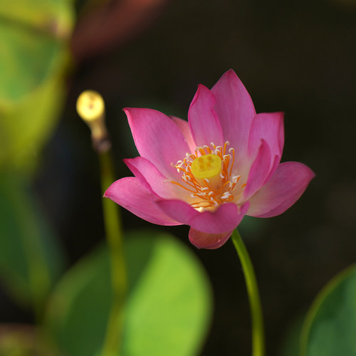 周劲松小微型盆栽碗莲荷花种藕苗